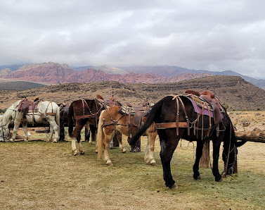 Cowboy Trail Rides thumb 7